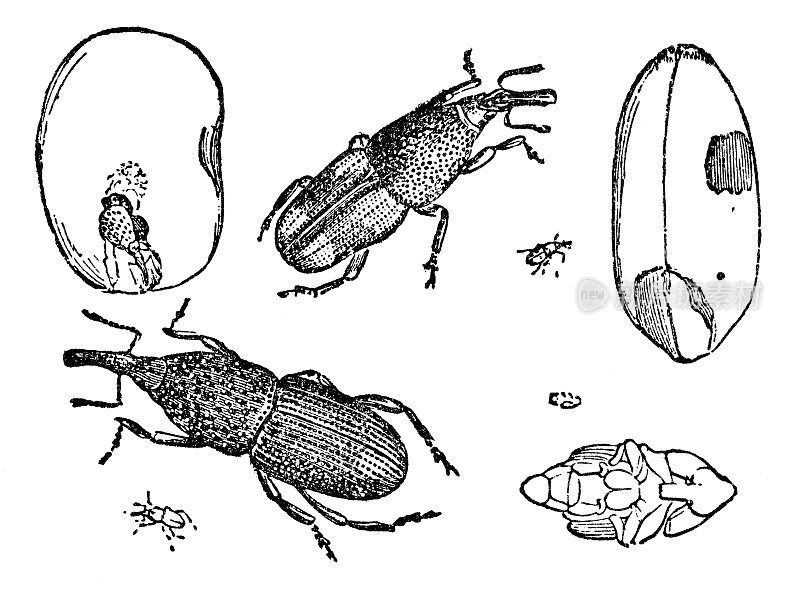 小麦象鼻虫甲虫昆虫(Sitophilus Granarius)在不同的放大和阶段- 19世纪